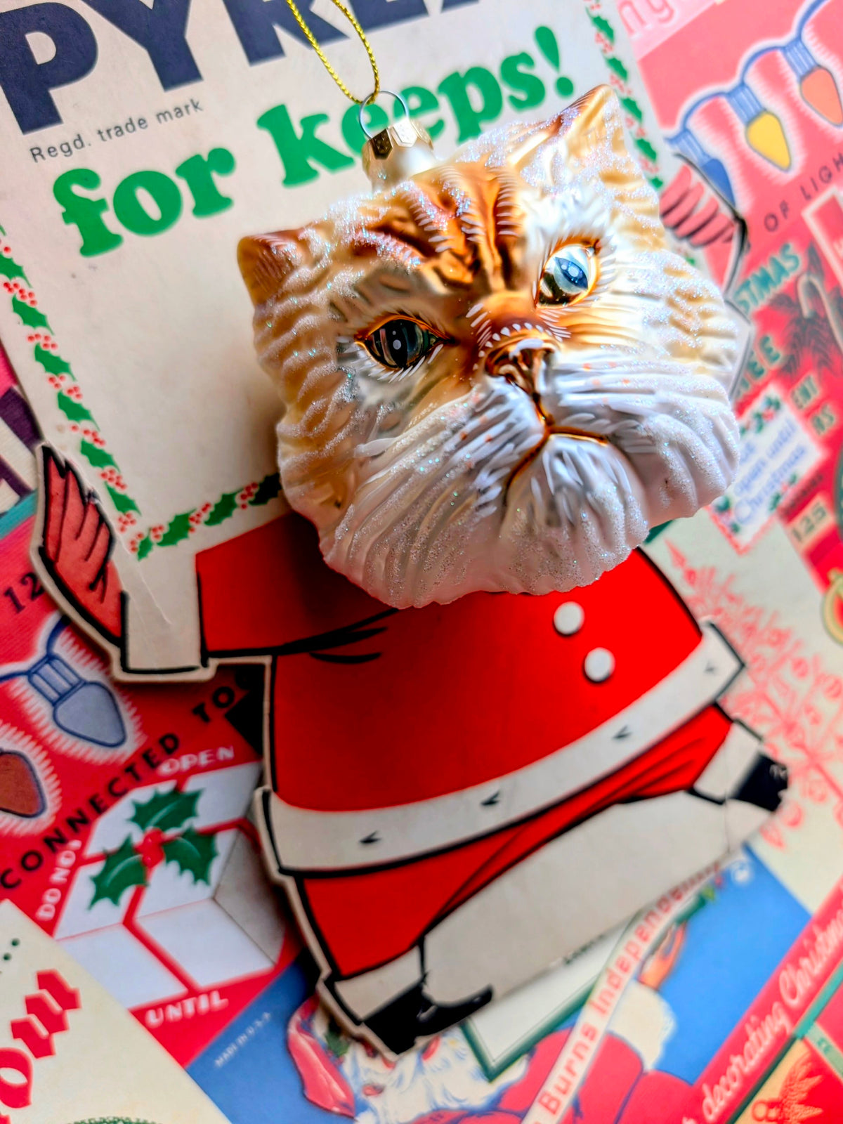 Grumpy cat Cody foster