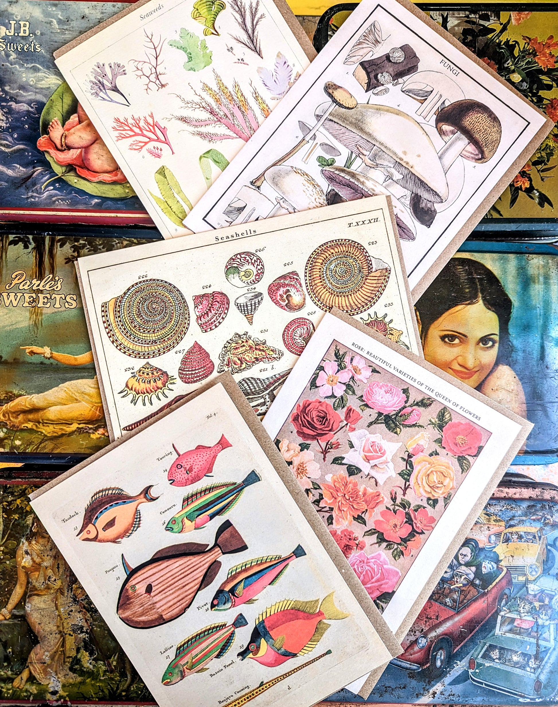 Set of 5 beautifully printed cards featuring vintage and antique science and nature illustrations, fantastic fungi to sweetest seaweeds!

Set of 5 cards.

Cards come with recycled brown envelopes.

 Natural wonders
Greetings cards 
Natural wonders
