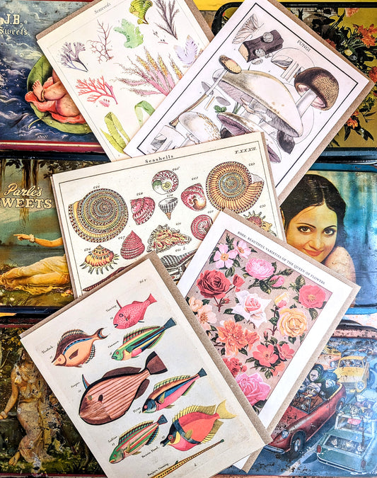 Set of 5 beautifully printed cards featuring vintage and antique science and nature illustrations, fantastic fungi to sweetest seaweeds!

Set of 5 cards.

Cards come with recycled brown envelopes.

 Natural wonders
Greetings cards 
Natural wonders

