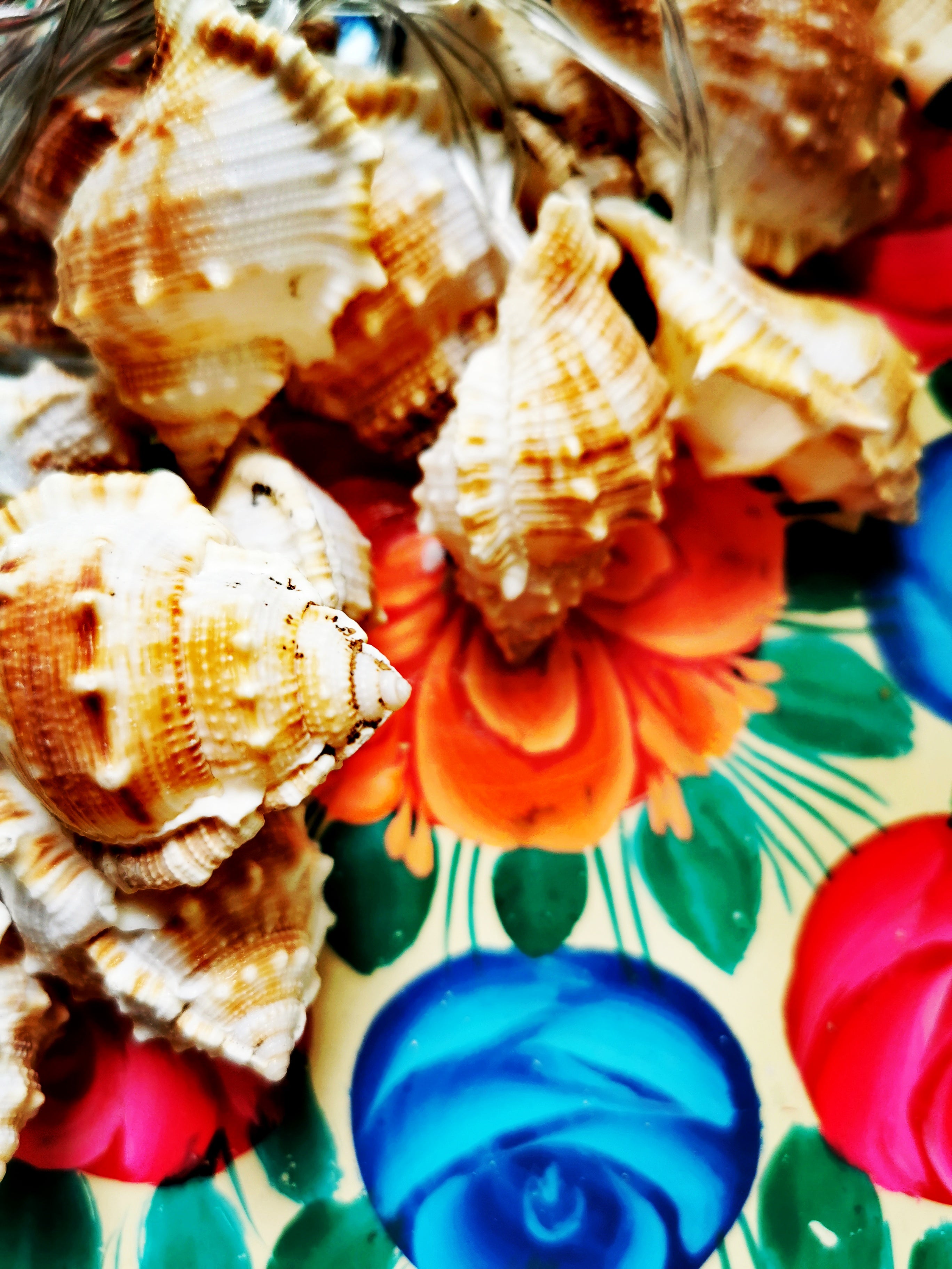 Seaside shell fairylights