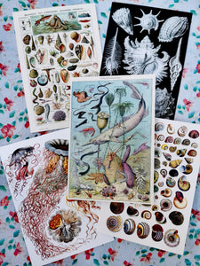 Vintage botanical illustrations of seaside wonders as a greetings cards set, a selection of our fave cards to send a bit of joy!!

Set of 5 cards

17cm x 12cm 

