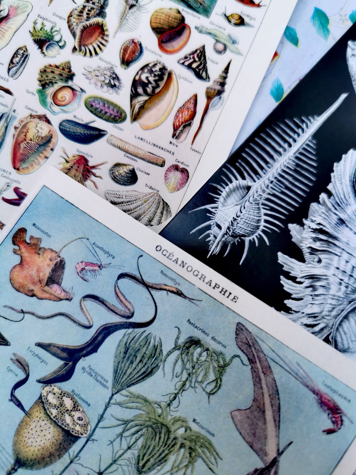 Vintage seaside wonders card set