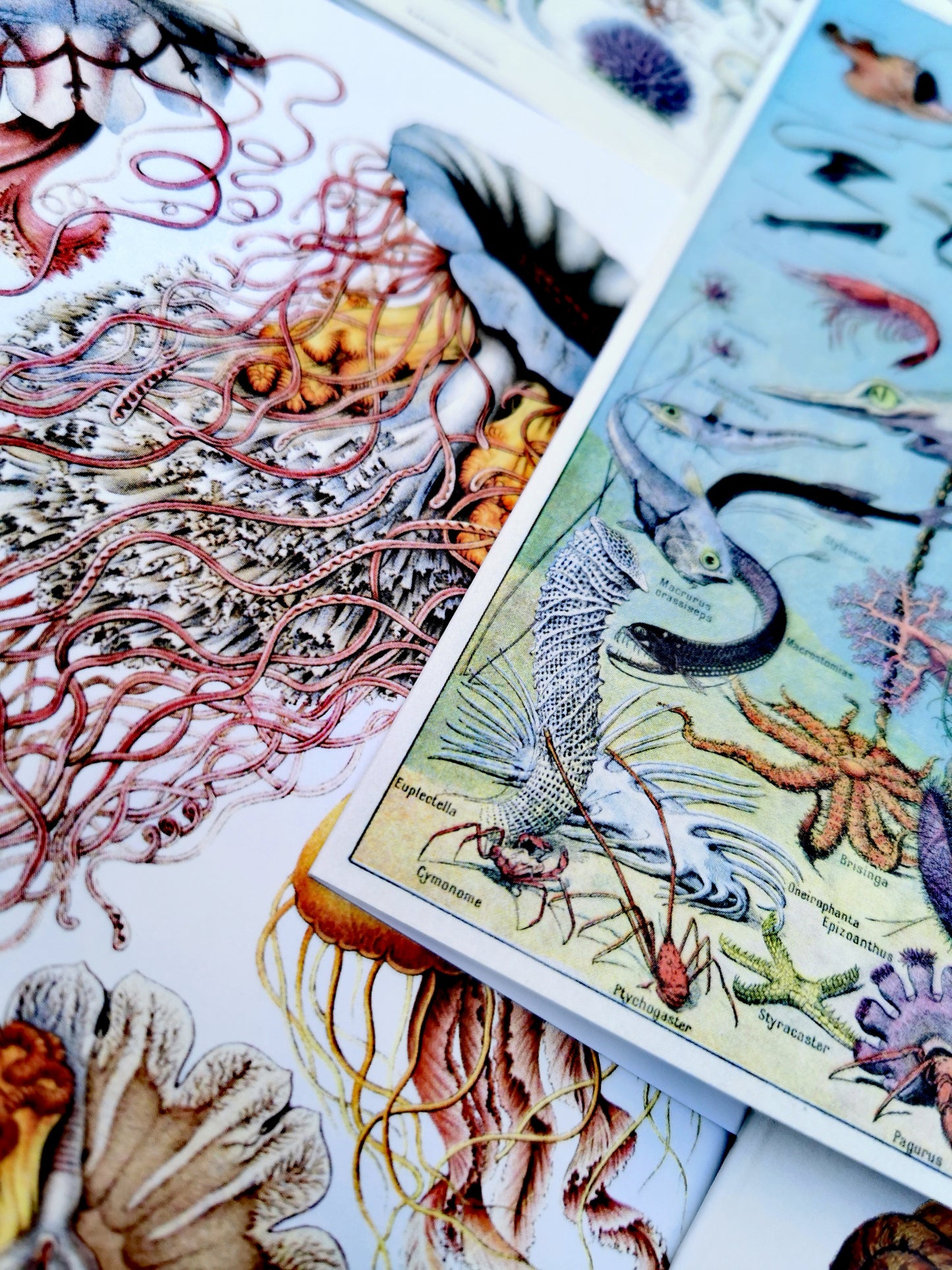 Vintage seaside wonders card set