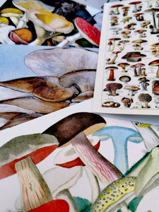 Toadstools and mushrooms botanical card set